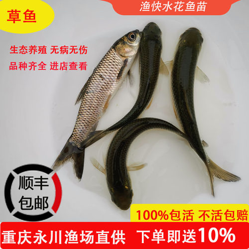 草鱼3-5厘米5-7厘米8-10厘米鱼苗四大家鱼淡水食用养殖重庆永川 - 封面