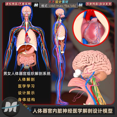 C4D/MAX人体器官内脏神经心脏泌尿医学解剖maya模型FBX通用3D素材