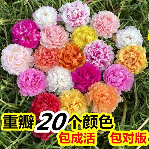 重瓣太阳花苗枝条庭院绿植