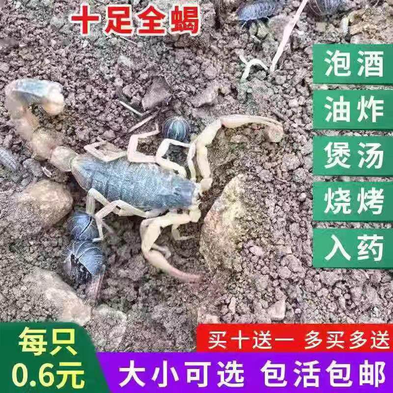 Yimeng Mountain Range Full Scorpion edible Scorpion living thing Paojiu Medical Live scorpions pet Scorpion breedin the Pet/Pet food and supplies , Reptile/Insects and supplies Ming , Scorpion class  category - from Buy2taobao.com to provide professional Taobao agent buy service