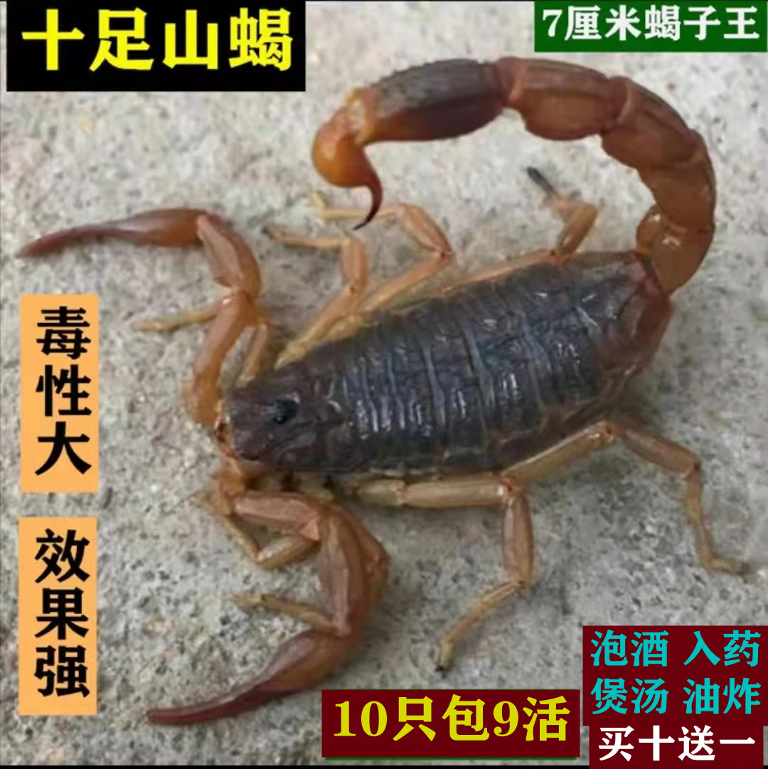 买十送一40元包邮活蝎子药用沂蒙十足全蝎宠物蝎子活体泡酒食用-封面