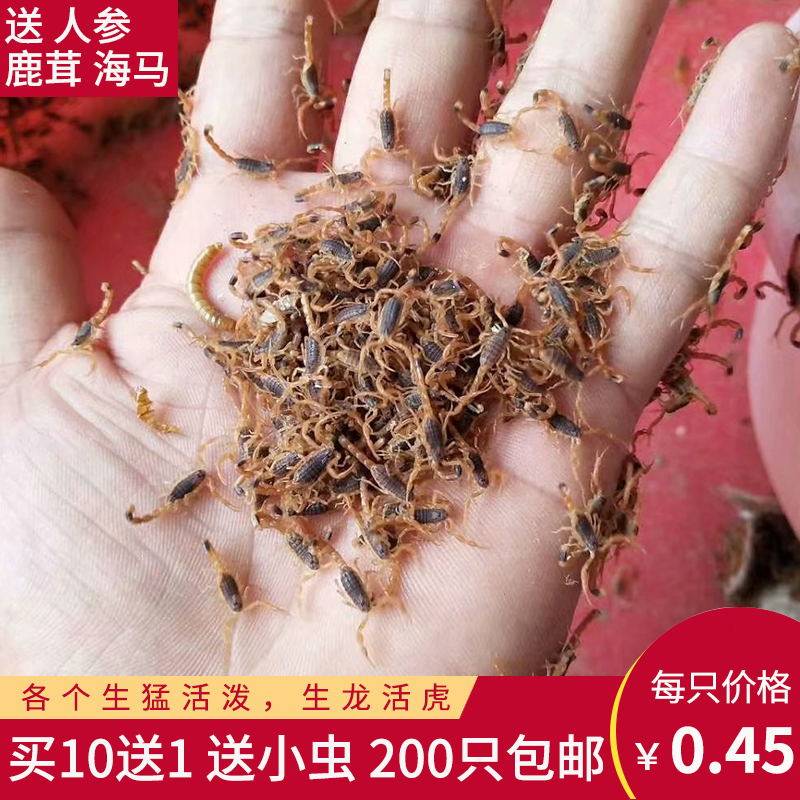 Live scorpions Wild Scorpion Yimeng Mountain Range Full Scorpion pet Scorpion Scorpion living thing Paojiu edible Medicalin the Pet/Pet food and supplies , Reptile/Insects and supplies Ming , Scorpion class  category - from Buy2taobao.com to provide professional Taobao agent buy service