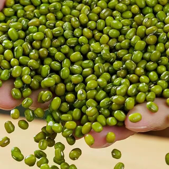 10斤2024新绿豆 新货农家绿豆发豆芽小绿豆沙做绿豆粉绿豆糕原料