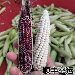 云南西双版纳拇指小玉米新鲜采摘顺丰包邮甜糯生玉米现采现发