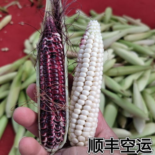 云南西双版纳拇指小玉米新鲜采摘顺丰包邮甜糯生玉米现采现发