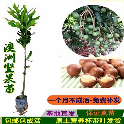 澳洲夏威夷果坚果苗营养杯嫁接苗