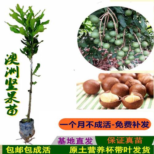 澳洲夏威夷果坚果苗营养杯嫁接苗