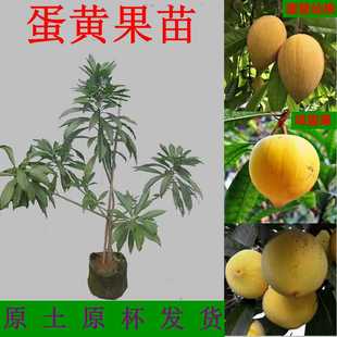 蛋黄果苗耀堂仙桃鸡蛋果树苗庭院盆栽种植四季结果带果发货带土球