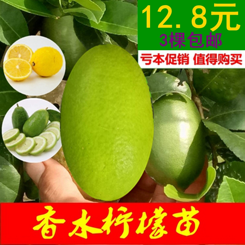 香水柠檬苗西柠泥球苗