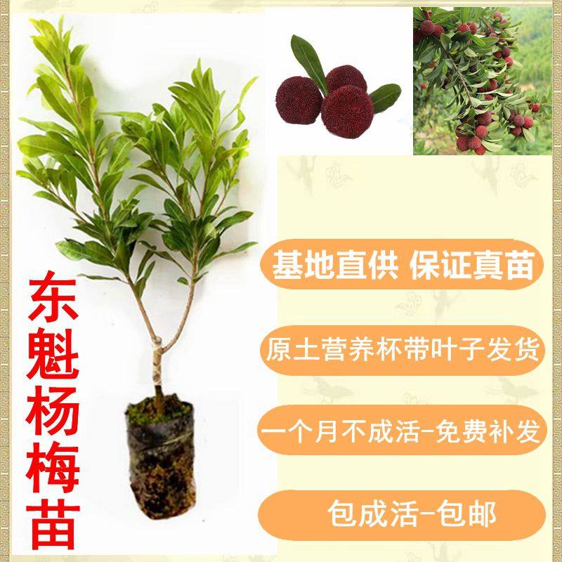 杨梅苗嫁接东魁六月适应南北方庭院地栽种植原土营养杯发货包邮,鲜花速递/花卉仿真/绿植园艺,果树,淘宝优惠券,粉丝福利购,淘宝优惠卷