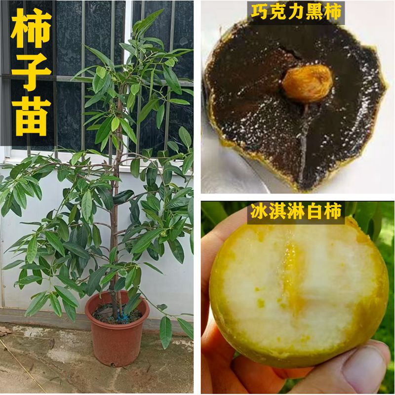 柿子苗四季巧克力黑柿冰淇淋白柿嫁接苗布丁果树苗可庭院盆栽地栽