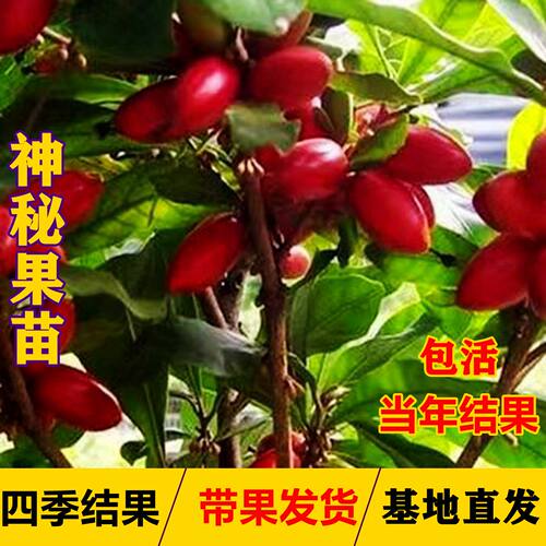 神秘果树苗四季结果当年结果变味果庭院种植盆栽带叶带花带果包活
