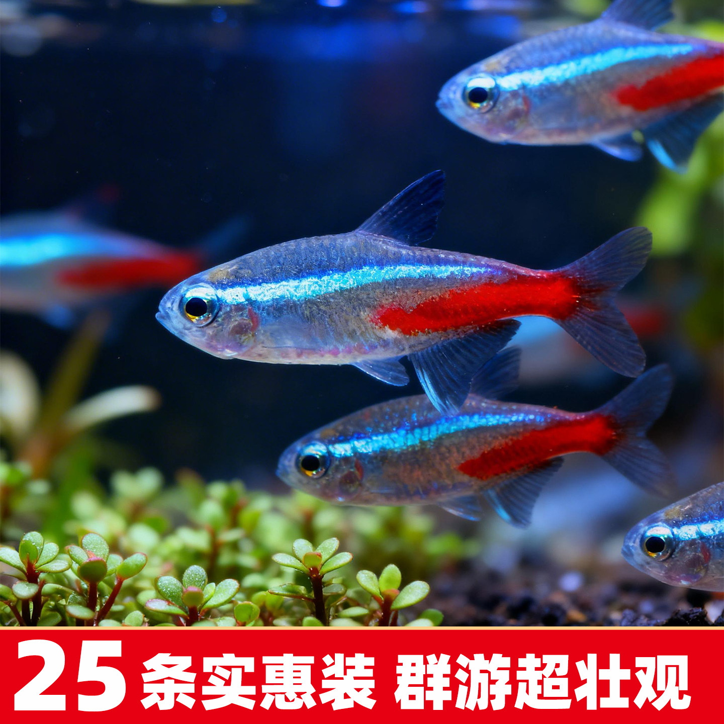 红绿灯鱼大号宝莲灯鱼钻石灯鱼小型热带鱼淡水灯科鱼苗彩色观赏鱼