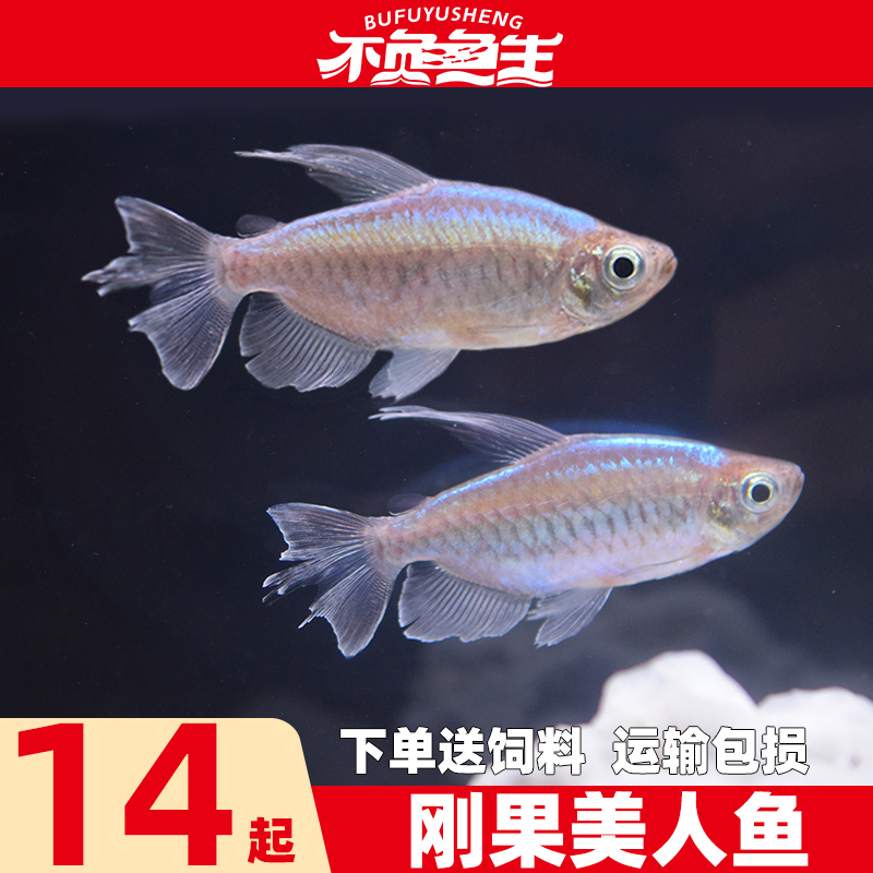 刚果美人鱼霓虹鱼刚果扯旗鱼小中型热带鱼淡水鱼观赏鱼灯鱼活体鱼