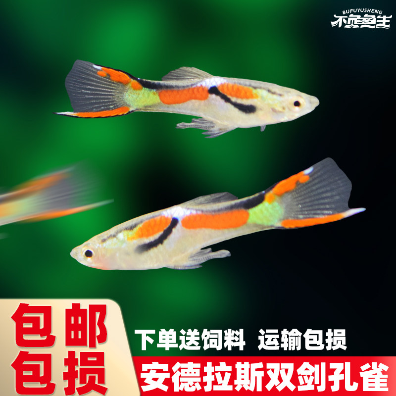 安德拉斯双剑尾孔雀鱼凤尾鱼热带鱼淡水观赏鱼小型鱼胎生鱼活体鱼