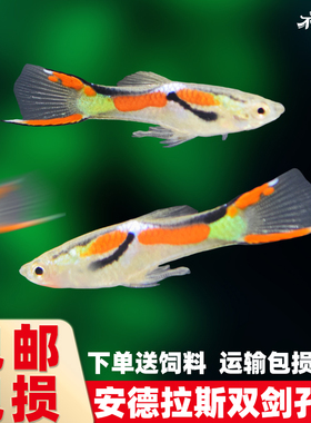 安德拉斯双剑尾孔雀鱼凤尾鱼热带鱼淡水观赏鱼小型鱼胎生鱼活体鱼