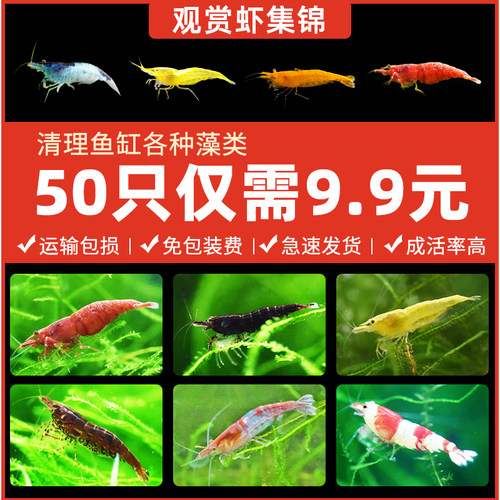 极火虾黑壳虾除藻虾观赏虾工具虾