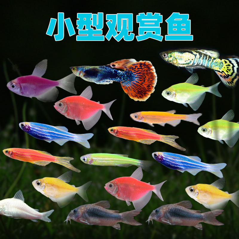 热带鱼斑马鱼活体鱼淡水鱼