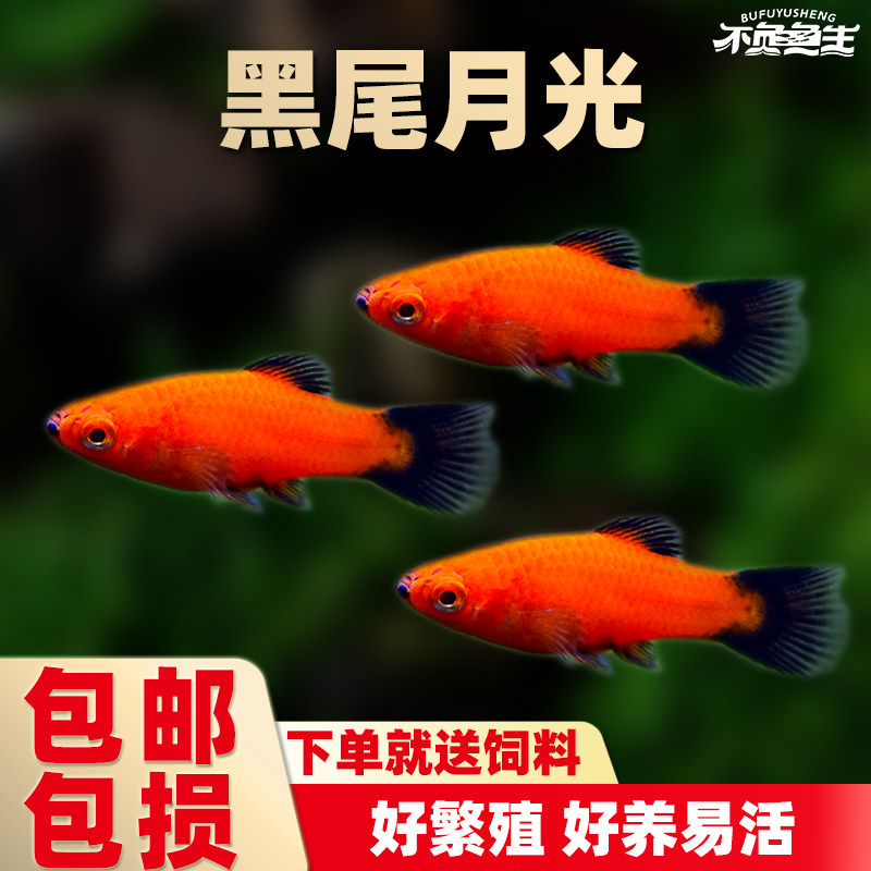黑尾月光鱼米奇鱼三色牡丹鱼小型鱼观赏鱼活体鱼草缸热带鱼胎生鱼