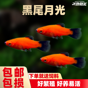 黑尾月光鱼米奇鱼三色牡丹鱼小型鱼观赏鱼活体鱼草缸热带鱼胎生鱼