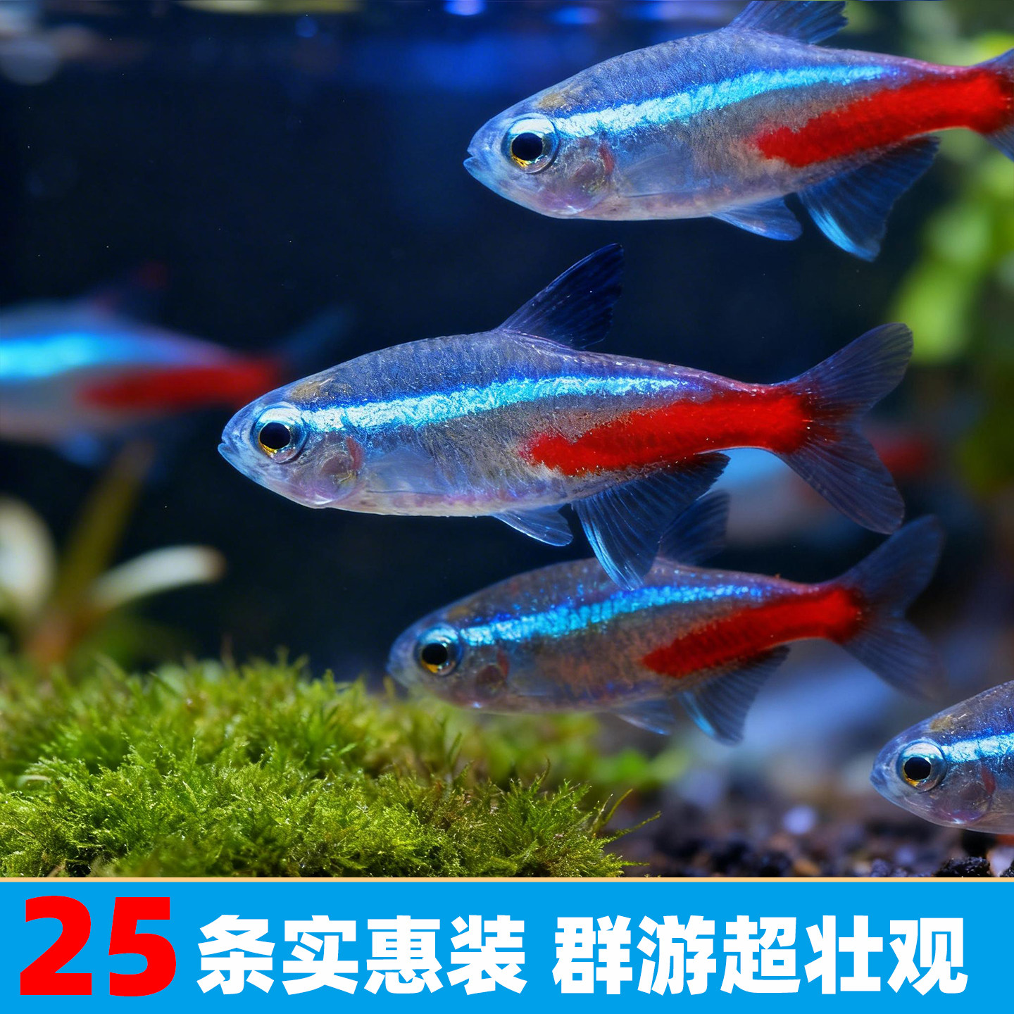 红绿灯鱼大号宝莲灯鱼钻石灯鱼小型热带鱼淡水灯科鱼苗彩色观赏鱼