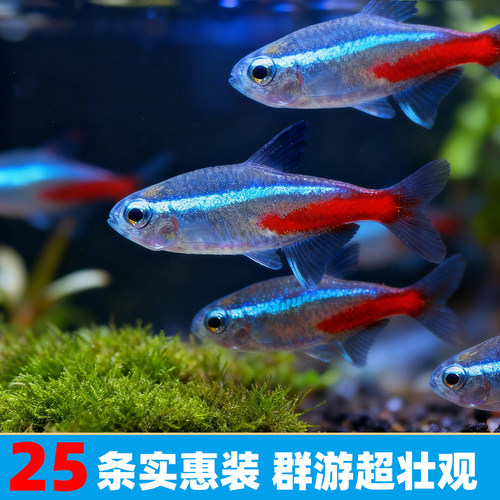 红绿灯鱼宝莲灯鱼小型热带鱼活体
