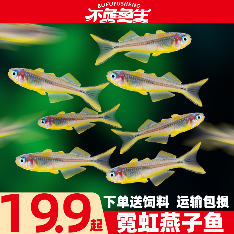 霓虹燕子鱼观赏鱼小型鱼活体