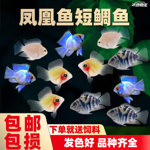 金波子迷你鹦鹉热带鱼观赏鱼活体