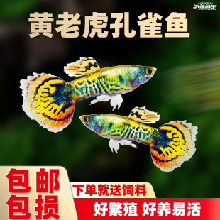 黄老虎孔雀鱼花老虎红老虎马赛克孔雀鱼胎生凤尾小活鱼热带观赏鱼