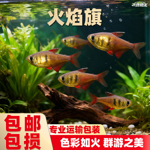 火焰鳍旗鱼热带鱼观赏鱼活体群游小型鱼南美火焰扯旗草缸红尾梦幻