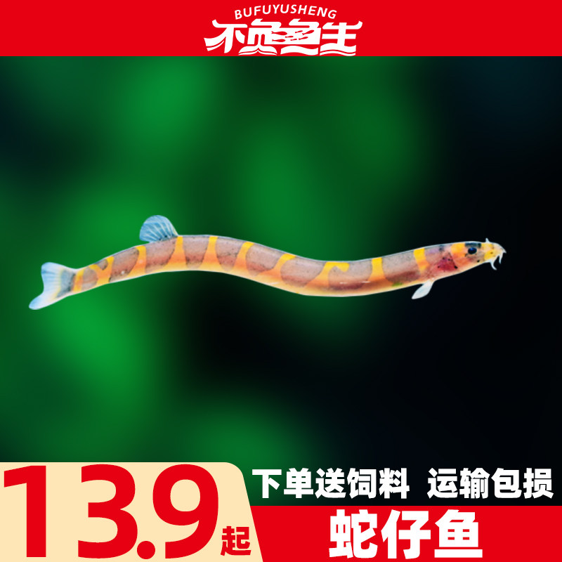 蛇仔鱼苦力鳅工具鱼除藻清洁鱼清道夫鱼鼠鱼小型热带淡水观赏活鱼,宠物/宠物食品及用品,鱼,淘宝优惠券,粉丝福利购,淘宝优惠卷