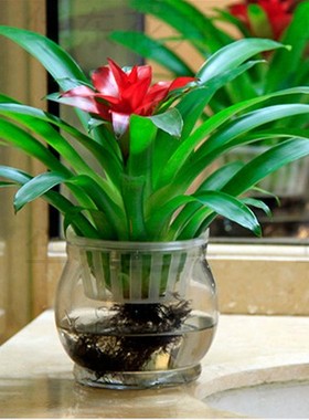 鸿运当头盆栽植物凤梨花苗水培花卉整套红星凤梨绿花植物水养室内