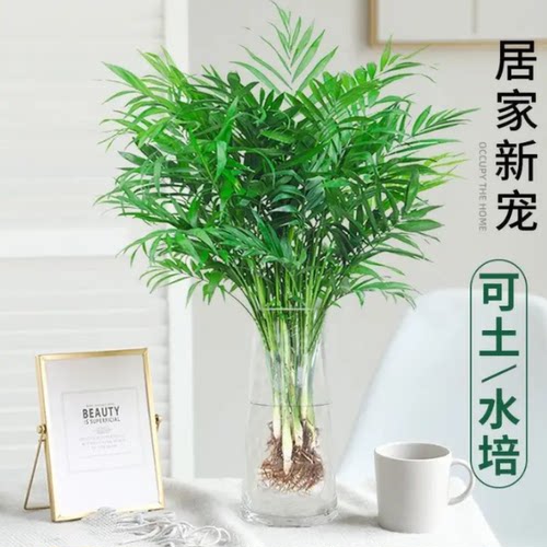 袖珍椰子办公室净化空气水培植物