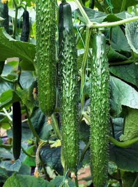 老品种黄瓜种子黑油量绿芯心绿肉刺四号长大阳台盆栽水果蔬菜种子