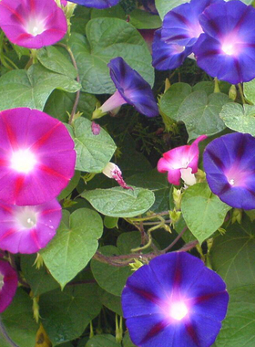 牵牛花种子喇叭花室外爬藤爬墙花卉混色开花不断盆栽易活播种种籽