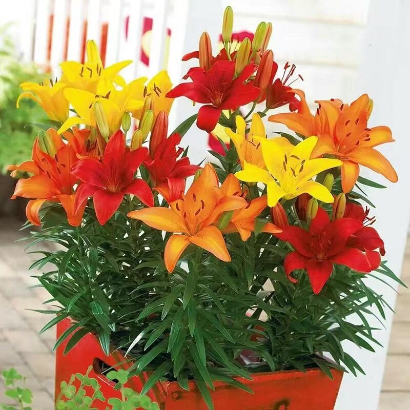 百合花种球进口亚洲百合四季好花养花卉植物室内鲜花盆栽花种子易图片