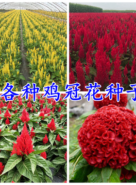 矮杆鸡冠花种子红黄羽装穗状凤尾室内外阳台庭院盆栽花卉多年生孑
