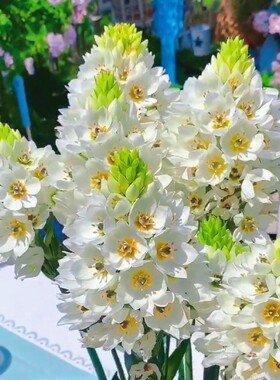 圣心百合种球 虎眼万年青种子阳台花卉早春观花多年生