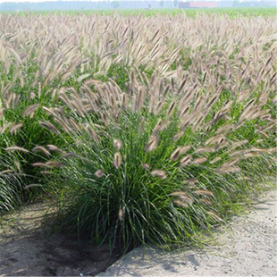 护坡草种子观赏狼尾草种子易活开花易种活的狼尾草种籽子护坡草籽