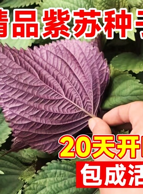 四季食用紫苏种子紫苏叶籽九层塔盆栽阳台播种可食用香草种子孑