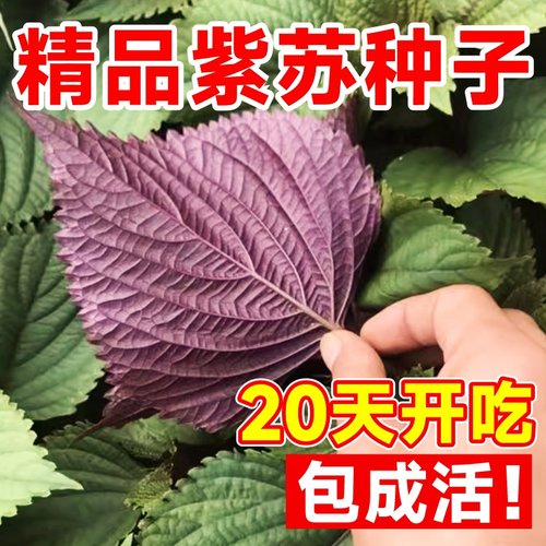 四季食用紫苏种子紫苏籽