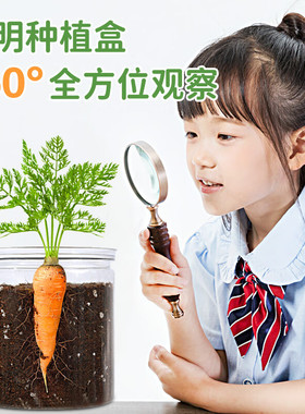 凤仙花种子透明套装科学实验观察小学生儿童草莓向日葵植物盆栽籽