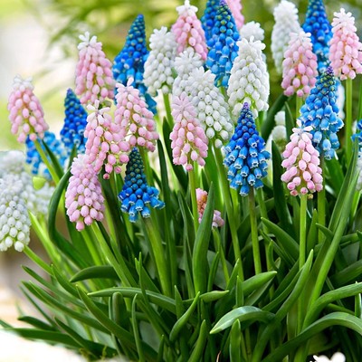 10个葡萄风信子土培水培都可以