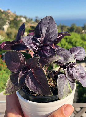 罗勒种子紫罗勒可食用九层塔香草阳台盆栽花卉庭院多年生易活