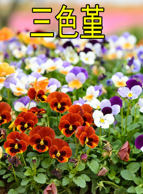 三色堇种子耐寒冬季开花垂吊盆栽花卉春天秋天播种蝴蝶花猫脸花
