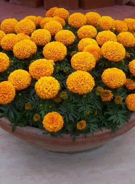 大花万寿菊花种子四季播种公园室外庭院阳台盆栽园林景观工程绿化