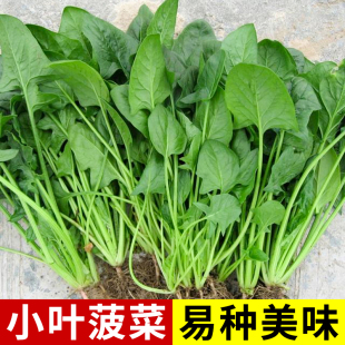 播种阳台盆栽家庭有机蔬菜 农家尖叶小叶土菠菜种子老品种耐寒四季