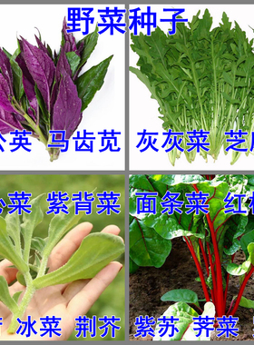 食用野菜种子蒲公英种子灰灰菜马齿苋芝麻菜荠菜面条菜薄荷蔬菜籽
