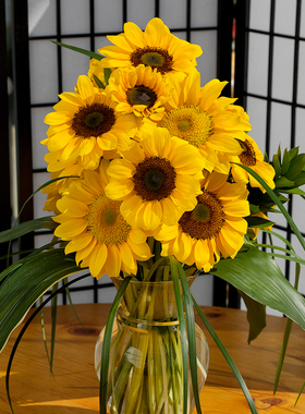 向日葵种子花店用鲜切花进口观赏室内外阳台盆栽矮杆迷你网红孑籽