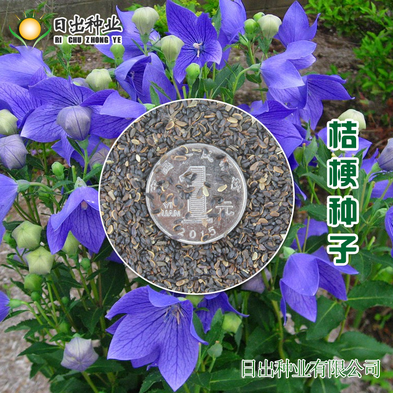 桔梗多年生草本花卉种子